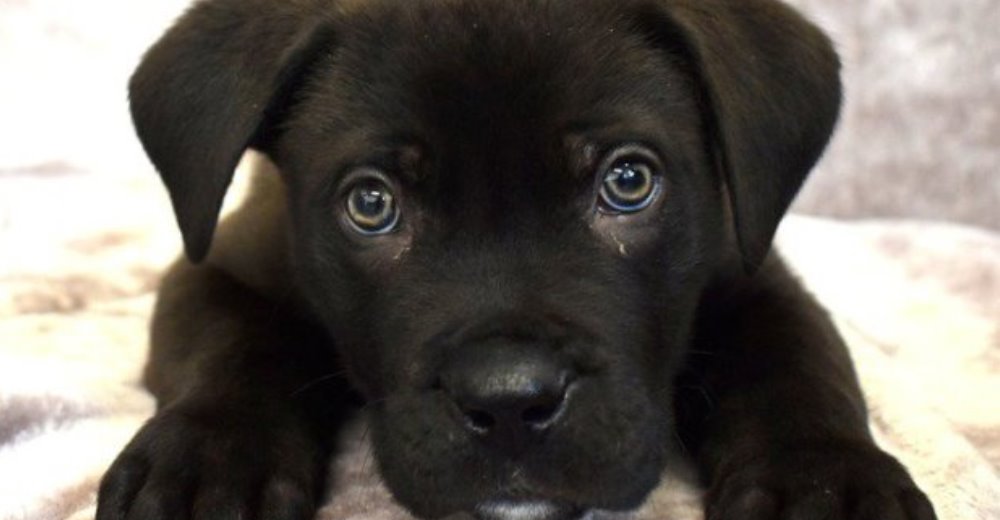 La triste historia de Ronnie, el primer cachorro abandonado de 2018 – Su mirada lo dice todo