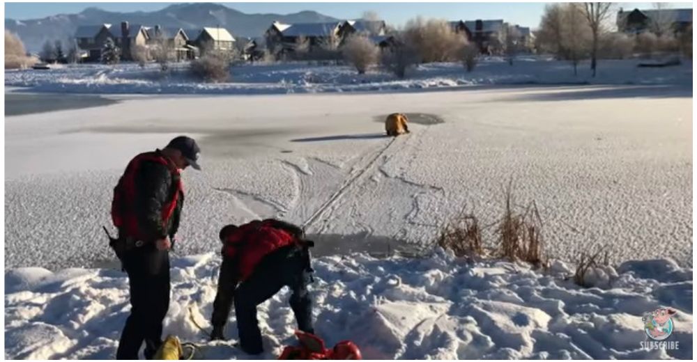 Un perro casi pierde la vida al quedarse atrapado en la fina capa de un río congelado Un perro casi pierde la vida al quedarse atrapado en la fina capa de un río congelado