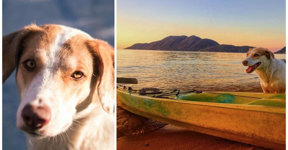 Ginger, una adorable perrita rescatada de Zambia, ahora recorre el mundo con su nueva madre Ginger, una adorable perrita rescatada de Zambia, ahora recorre el mundo con su nueva madre