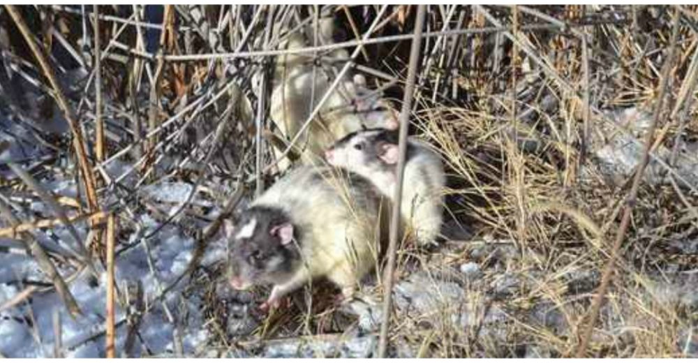 Abandona en un frío glacial a sus 80 ratitas y podría enfrentar una severa pena legal