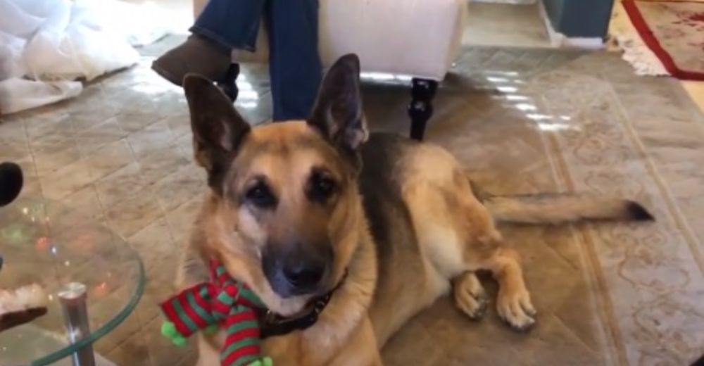 Muere su perro y aparece otro igual – Feliz coincidencia y una gran historia de amor Muere su perro y aparece otro igual – Feliz coincidencia y una gran historia de amor
