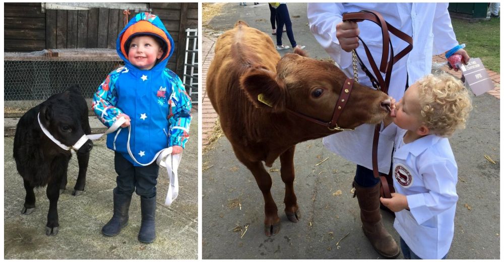 Adorable – Oliver tiene tan solo 3 años y su mejor amigo es un ternero de 2 años