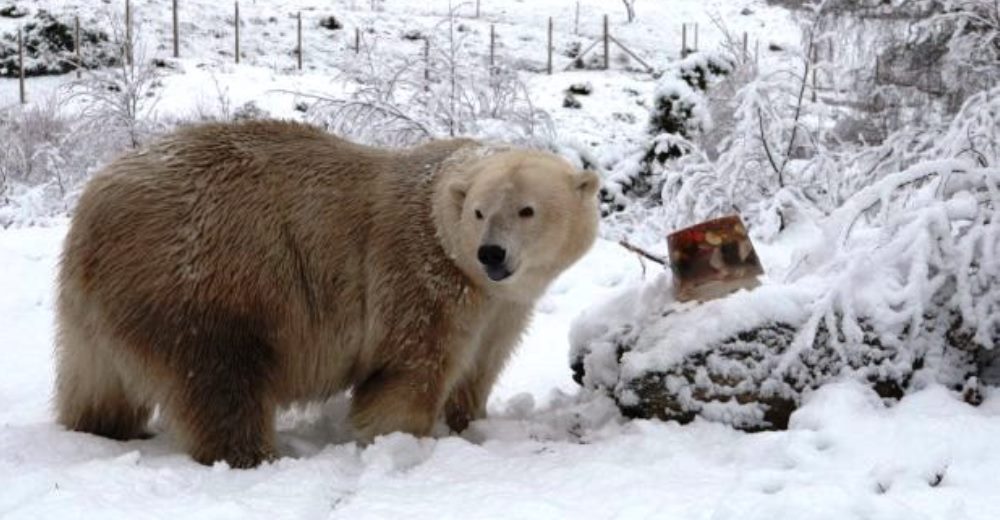GRANDIOSO – Nació en Reino Unido el primer oso polar después de 25 años GRANDIOSO – Nació en Reino Unido el primer oso polar después de 25 años