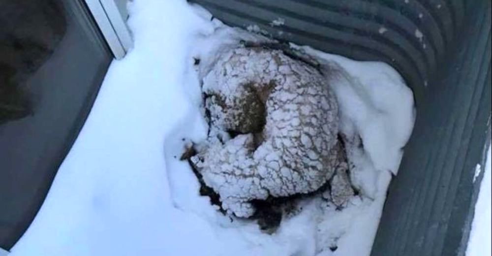 Era ciego, tenía cáncer y pasó 5 noches enfrentando la peor tormenta invernal completamente solo