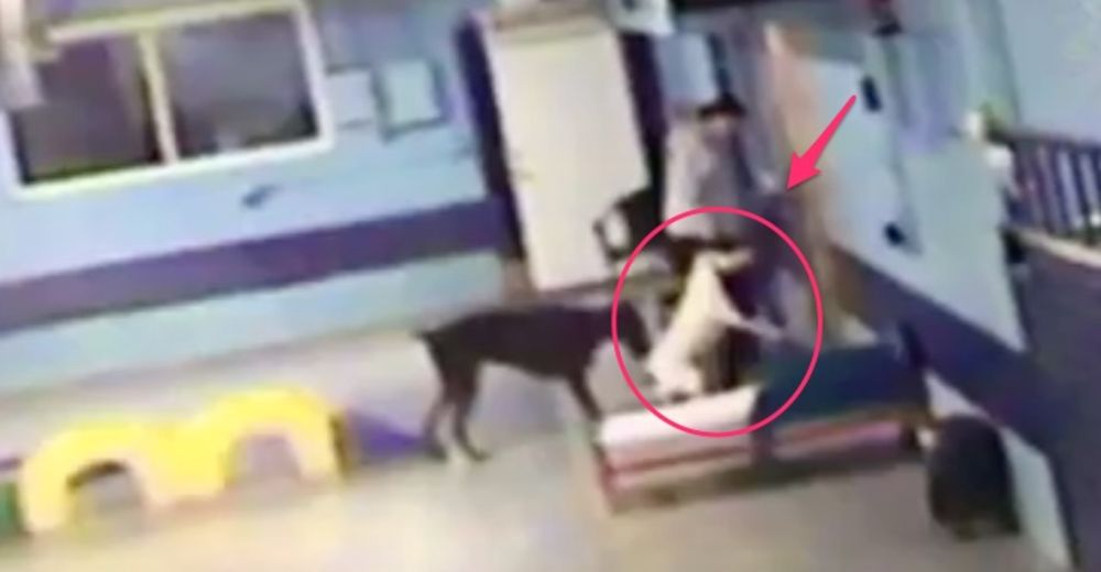 Deja a su perro bajo el cuidado de una guardería canina y por vídeo descubre el trato que recibe