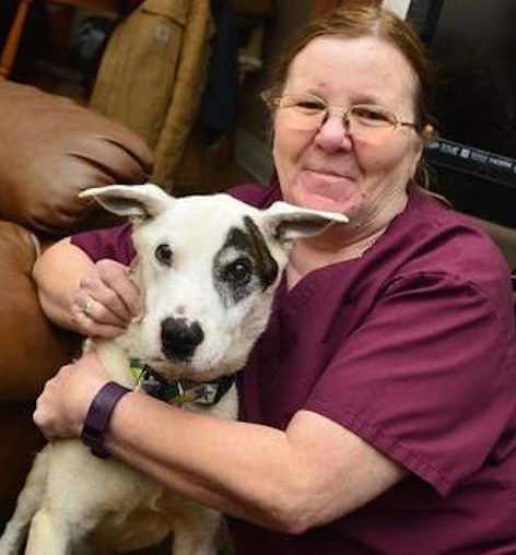 perrito huye de casa para encontrar a sus dueños camina hasta el hospital donde trabajan United Memorial Medical Center New York Katelyn DiSalvo Cindy Buddy