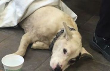perrito huye de casa para encontrar a sus dueños camina hasta el hospital donde trabajan United Memorial Medical Center New York Katelyn DiSalvo Cindy Buddy