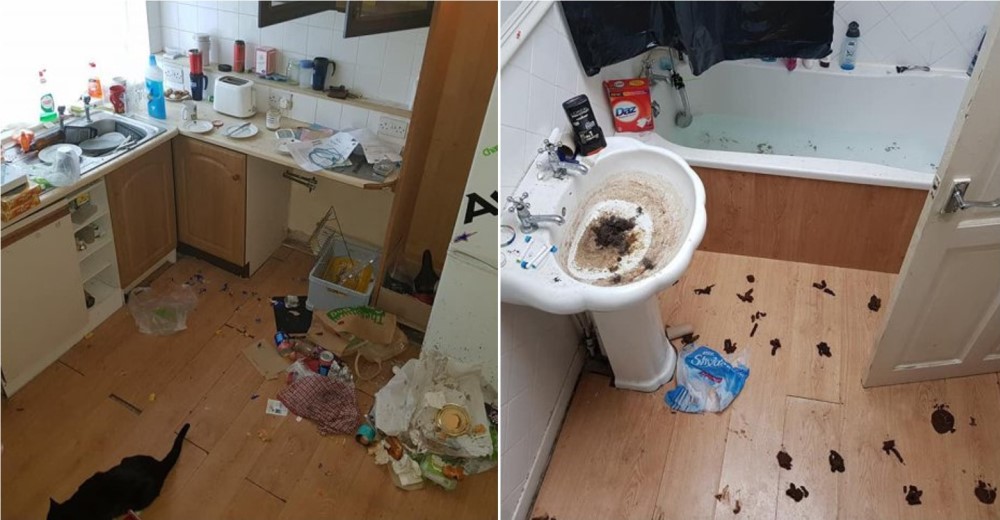 Rescata un gato en condiciones insalubres y el due帽o lo amenaza con denunciarlo por robo Rescata un gato en condiciones insalubres y el due帽o lo amenaza con denunciarlo por robo