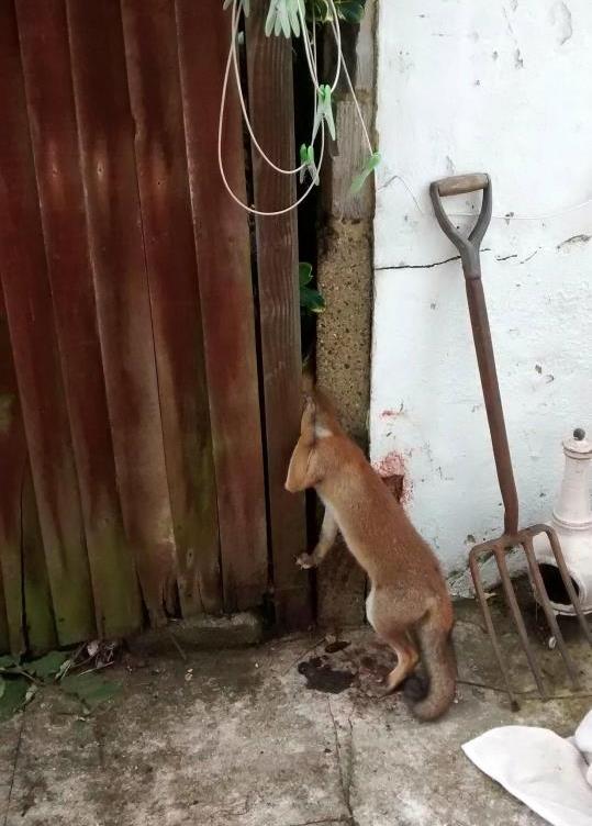 Estos animales pasaron el peor susto de su vida antes de ser rescatados