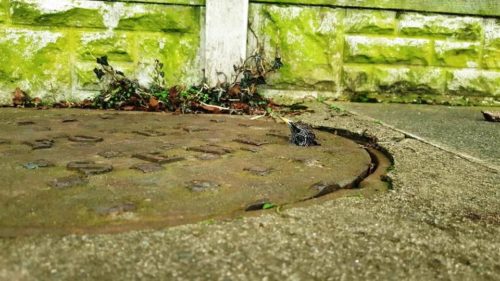 Estos animales pasaron el peor susto de su vida antes de ser rescatados