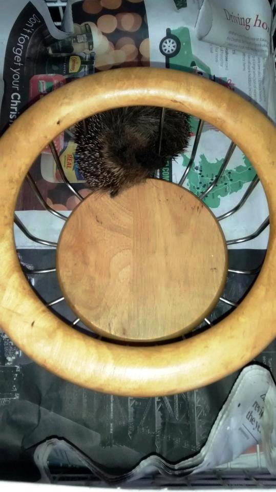 Estos animales pasaron el peor susto de su vida antes de ser rescatados