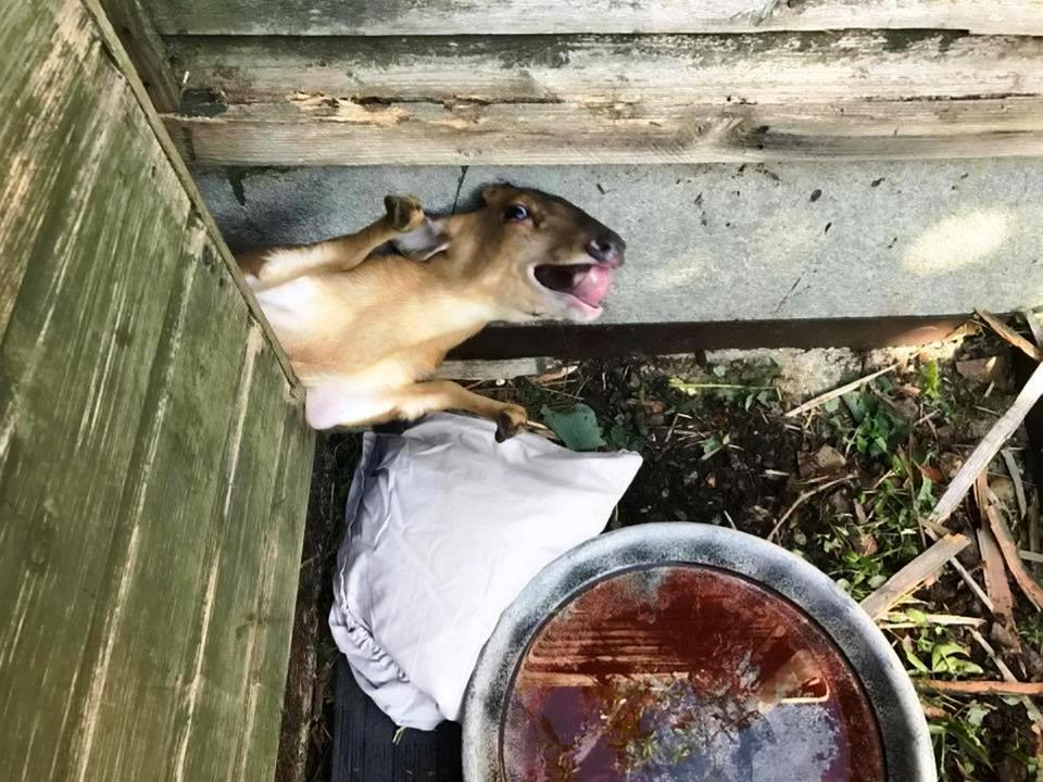 Estos animales pasaron el peor susto de su vida antes de ser rescatados