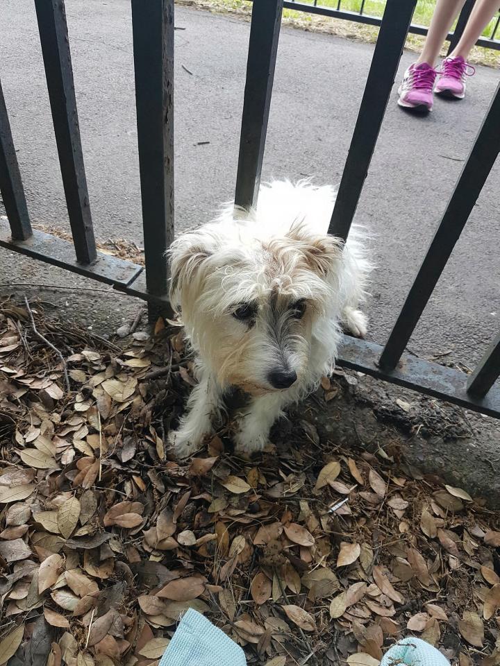 Estos animales pasaron el peor susto de su vida antes de ser rescatados