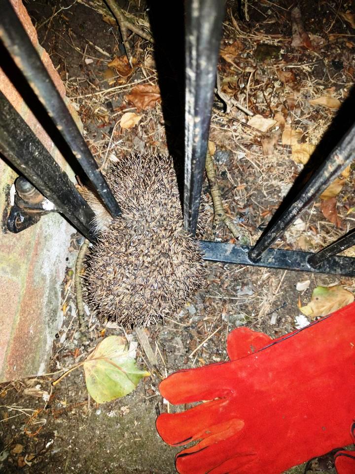 Estos animales pasaron el peor susto de su vida antes de ser rescatados