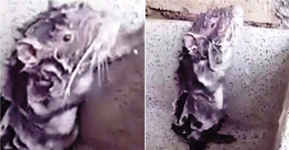 POLÉMICA – La cruel verdad detrás del video viral de la ratita que «se baña sola»