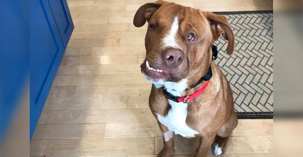 Perrito de rostro torcido por culpa de sus antiguos dueños busca que alguien lo ame Perrito de rostro torcido por culpa de sus antiguos dueños busca que alguien lo ame