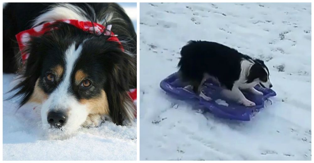Secret, el perrito que no puede contener la emoción en la nieve – No para de jugar con su trineo Secret, el perrito que no puede contener la emoción en la nieve – No para de jugar con su trineo