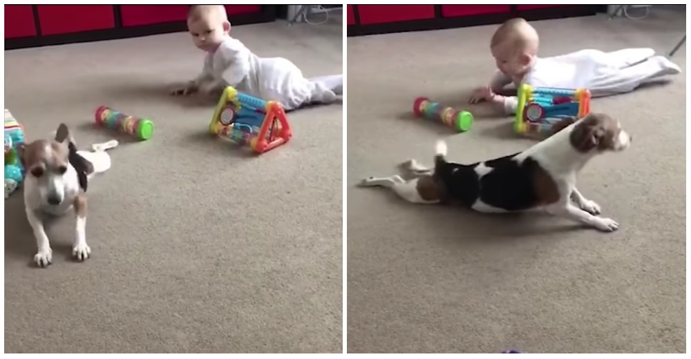 ¡Más allá de lo adorable! La perrita de la familia le enseña al bebé a gatear ¡Más allá de lo adorable! La perrita de la familia le enseña al bebé a gatear