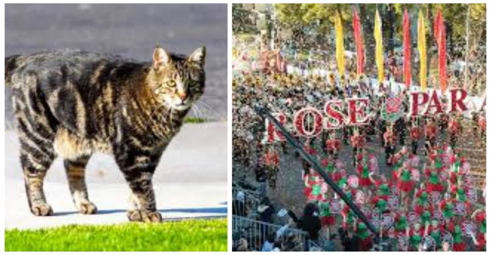Tara, la gata que salvó la vida de un niño, participó en el emblemático Desfile de las Rosas