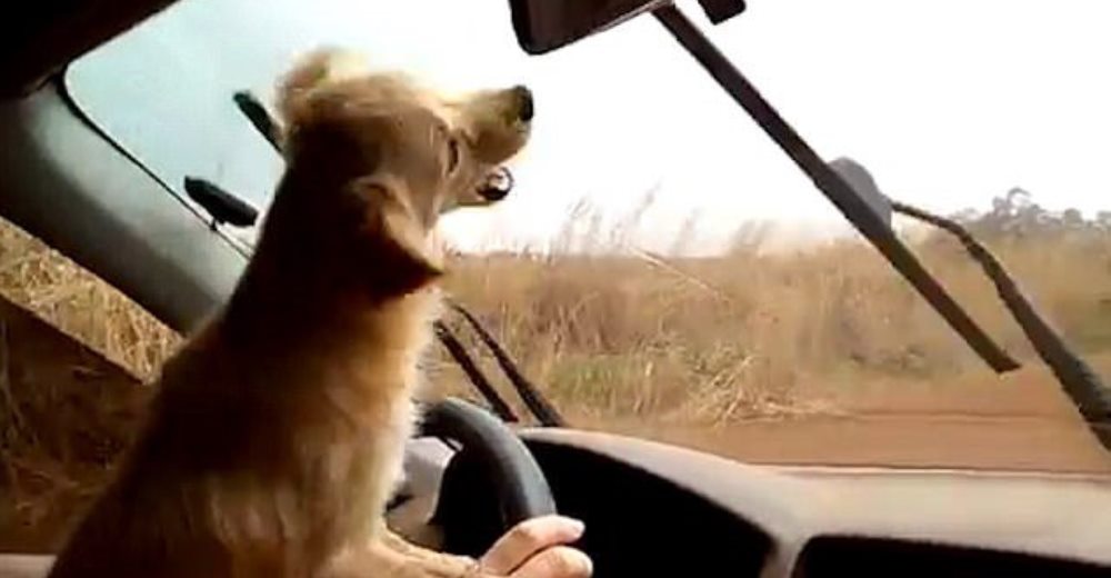Un perro cautiva en la red con el divertido juego que inventa mientras su dueña conduce Un perro cautiva en la red con el divertido juego que inventa mientras su dueña conduce