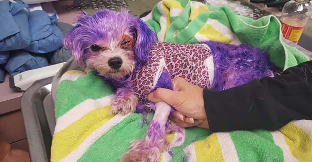 Casi pierde la vida después de que su dueño decidiera teñirla de púrpura por completo