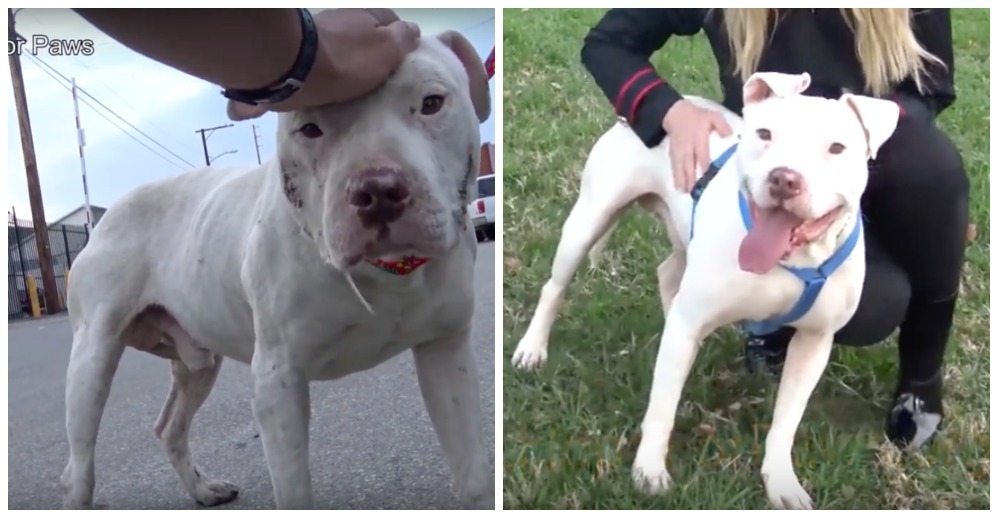 Un pit bull abusado sin hogar vaga por las calles, buscando que alguien le demuestre amor