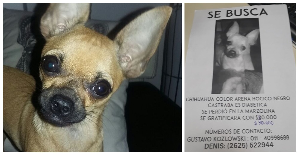 Ofrecen una recompensa de 1.400 euros por una chihuahua perdida por culpa de la pirotecnia