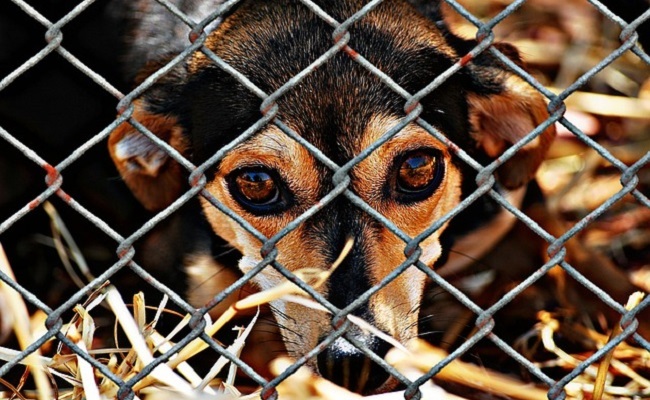 los Ángeles en Los Estados Unidos 0 muertes no kill meta animales sacrificados eutanasia perros gatos refugios animales proteccion shelter voluntariado voluntarios volunteers 