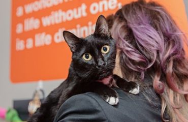 los Ángeles en Los Estados Unidos 0 muertes no kill meta animales sacrificados eutanasia perros gatos refugios animales proteccion shelter voluntariado voluntarios volunteers