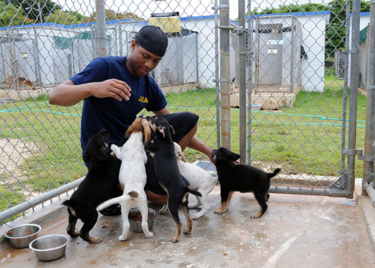 los Ángeles en Los Estados Unidos 0 muertes no kill meta animales sacrificados eutanasia perros gatos refugios animales proteccion shelter voluntariado voluntarios volunteers 