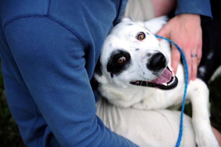 los Ángeles en Los Estados Unidos 0 muertes no kill meta animales sacrificados eutanasia perros gatos refugios animales proteccion shelter voluntariado voluntarios volunteers 