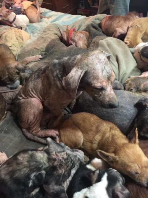 55 perros rescatados de casa de los horrores SNARR special needs animal rescue and rehabilitation georgia sarna infecciones parásitos los querian sacrificar rescued dogs hoarders house acaparadores