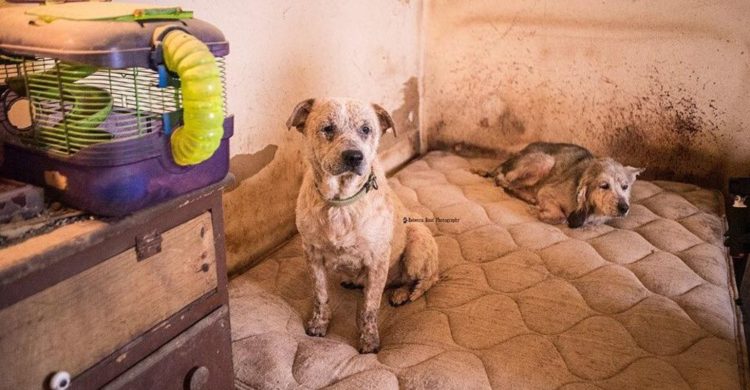 55 perros rescatados de casa de los horrores SNARR special needs animal rescue and rehabilitation georgia sarna infecciones parásitos los querian sacrificar rescued dogs hoarders house acaparadores