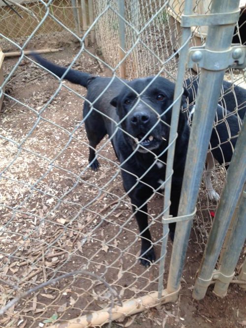 55 perros rescatados de casa de los horrores SNARR special needs animal rescue and rehabilitation georgia sarna infecciones parásitos los querian sacrificar rescued dogs hoarders house acaparadores