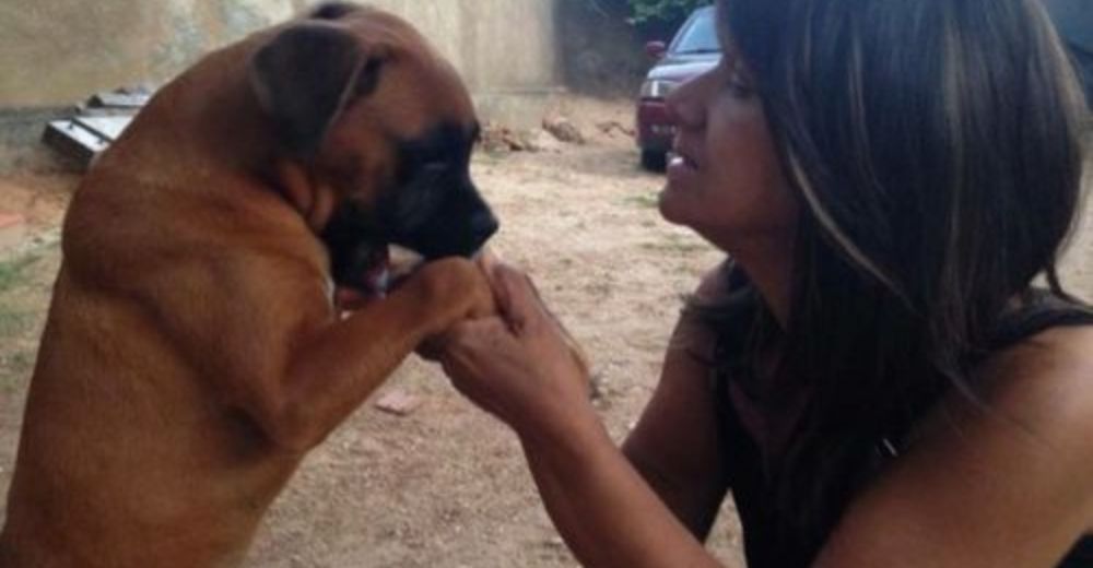 Una perrita pierde a su dueña para siempre y tiene la más conmovedora reacción en el funeral