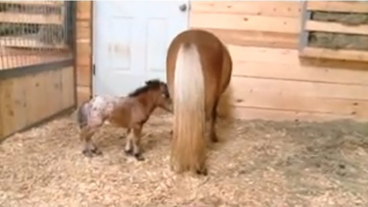  itty bitty hope el caballo mas pequeño del mundo rompe record pero tiene salud perfecta caballo de terapia Diana Gilger Jazz Mini Hooves of Love Linda James Woods world tiniest horse