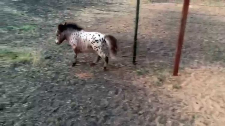  itty bitty hope el caballo mas pequeño del mundo rompe record pero tiene salud perfecta caballo de terapia Diana Gilger Jazz Mini Hooves of Love Linda James Woods world tiniest horse