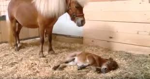  itty bitty hope el caballo mas pequeño del mundo rompe record pero tiene salud perfecta caballo de terapia Diana Gilger Jazz Mini Hooves of Love Linda James Woods world tiniest horse