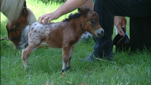  itty bitty hope el caballo mas pequeño del mundo rompe record pero tiene salud perfecta caballo de terapia Diana Gilger Jazz Mini Hooves of Love Linda James Woods world tiniest horse