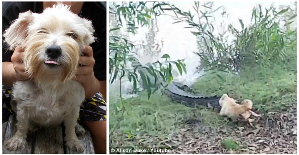 Una diminuta perrita intimida a un enorme cocodrilo de más de 3 metros de largo Una diminuta perrita intimida a un enorme cocodrilo de más de 3 metros de largo