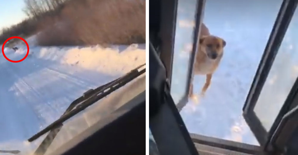 Hace una parada no autorizada en su autobús al ver un perro hambriento y podría perder su empleo