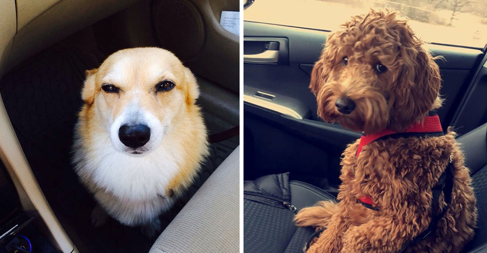 Divertidas fotos del momento justo en que estos amigos peludos descubren que van al veterinario Divertidas fotos del momento justo en que estos amigos peludos descubren que van al veterinario