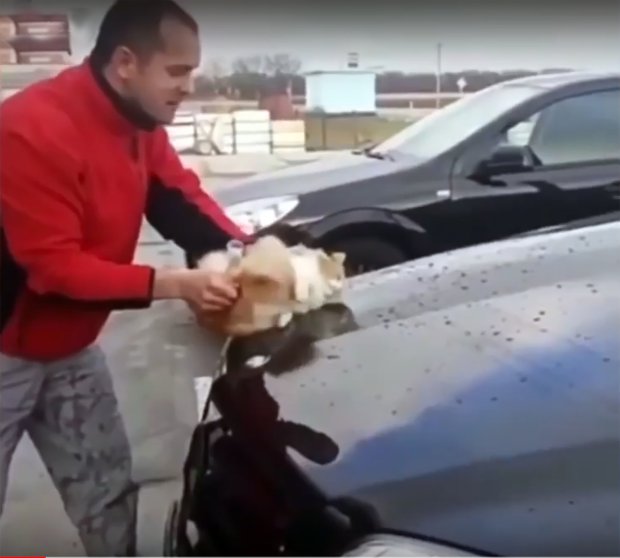 gato callejero esponja lava carro auto mercedes benz rusia desalmado crueldad animal cat wash car abuse cruelty 