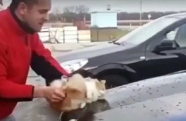 gato callejero esponja lava carro auto mercedes benz rusia desalmado crueldad animal cat wash car abuse cruelty