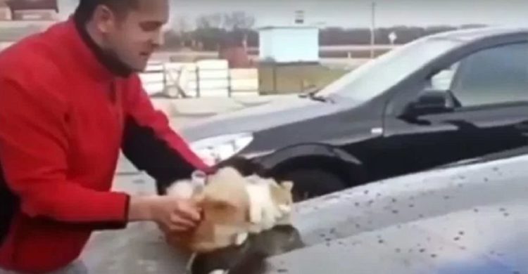 gato callejero esponja lava carro auto mercedes benz rusia desalmado crueldad animal cat wash car abuse cruelty