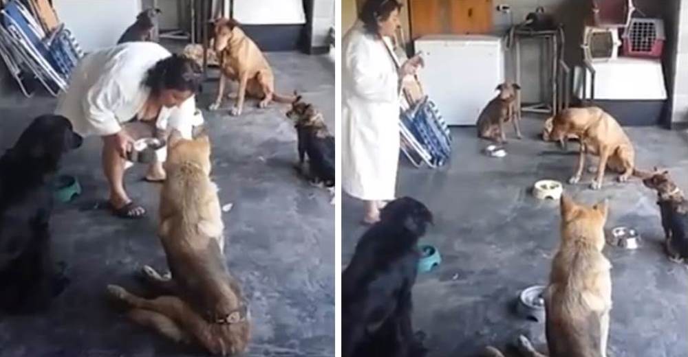 Estos perritos rescatados tienen la costumbre más tierna antes de comer