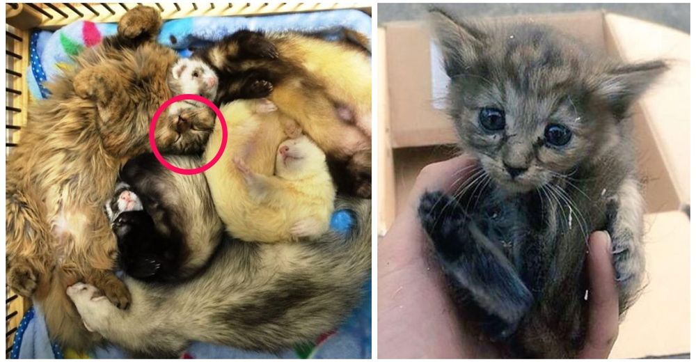 Una gatita huérfana es adoptada por una enorme familia de hurones… y su reacción es ADORABLE