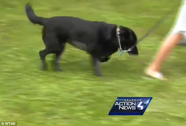 este labrador se enfermo del estómago cirugía de emergencia en su interior descubrieron 62 piezas de ropa interior y colitas para el cabello tiki Good Shepherd's Veterinary Hospital in Mars, Pennsylvania Sara Weiss