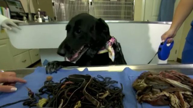 este labrador se enfermo del estómago cirugía de emergencia en su interior descubrieron 62 piezas de ropa interior y colitas para el cabello tiki Good Shepherd's Veterinary Hospital in Mars, Pennsylvania Sara Weiss