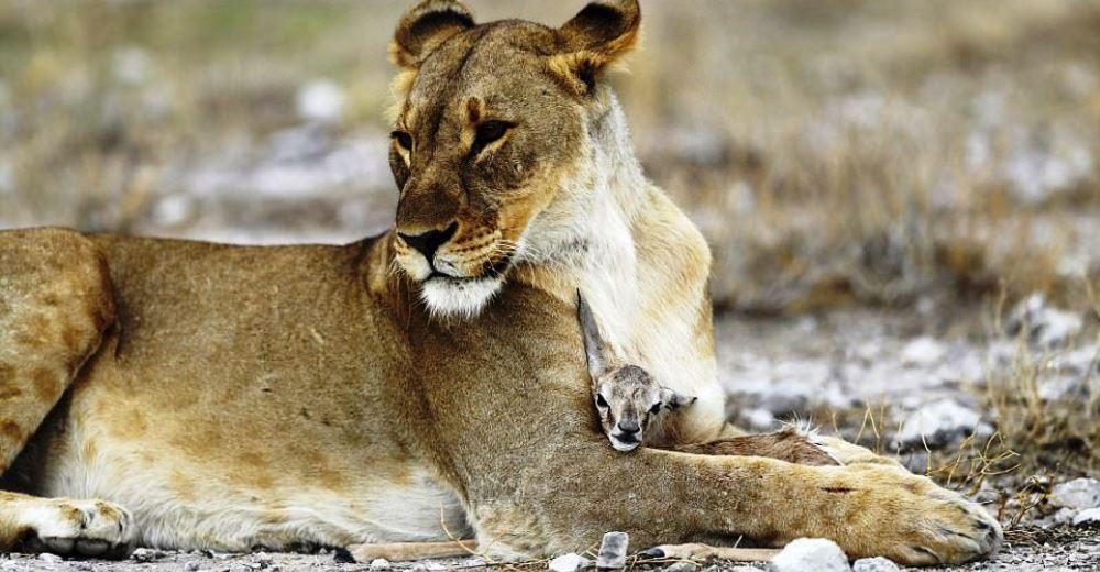 EXTRAORDINARIAS imágenes del momento en que una leona adopta a una gacela bebé EXTRAORDINARIAS imágenes del momento en que una leona adopta a una gacela bebé